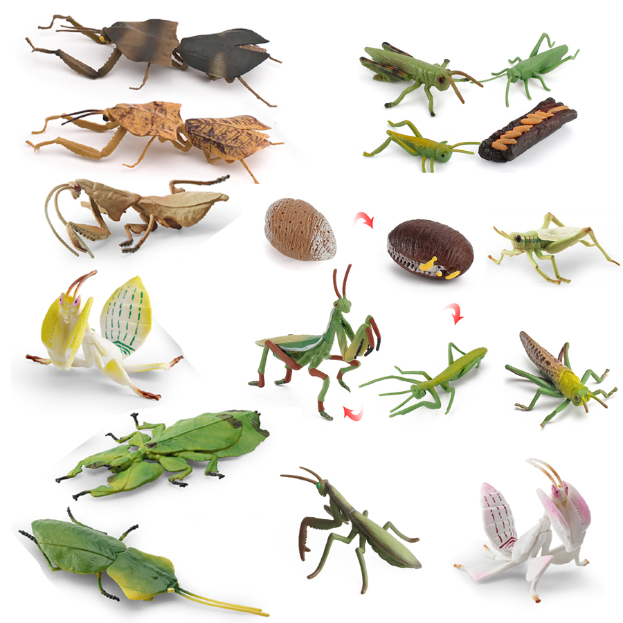 Modèle réaliste de Mantis Orch - Kids Toys China avis et prix